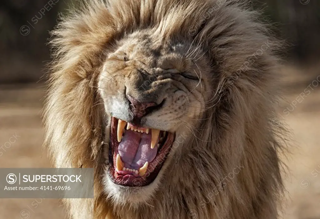 Africa, Southafrica, Lionspark. Lion, White Lion, Panthera leo.  Afrika, Suedafrika, Lionspark. Loewe, weisser Loewe, Panthera leo.