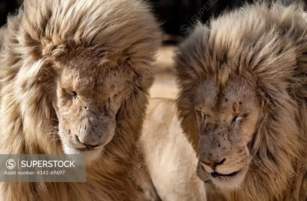 Africa, Southafrica, Lionspark. two male white lions, White Lions, Panthera leo.  Afrika, Suedafrika, Lionspark. zwei weisse maennliche Loewen, weisse Loewen, Panthera leo.