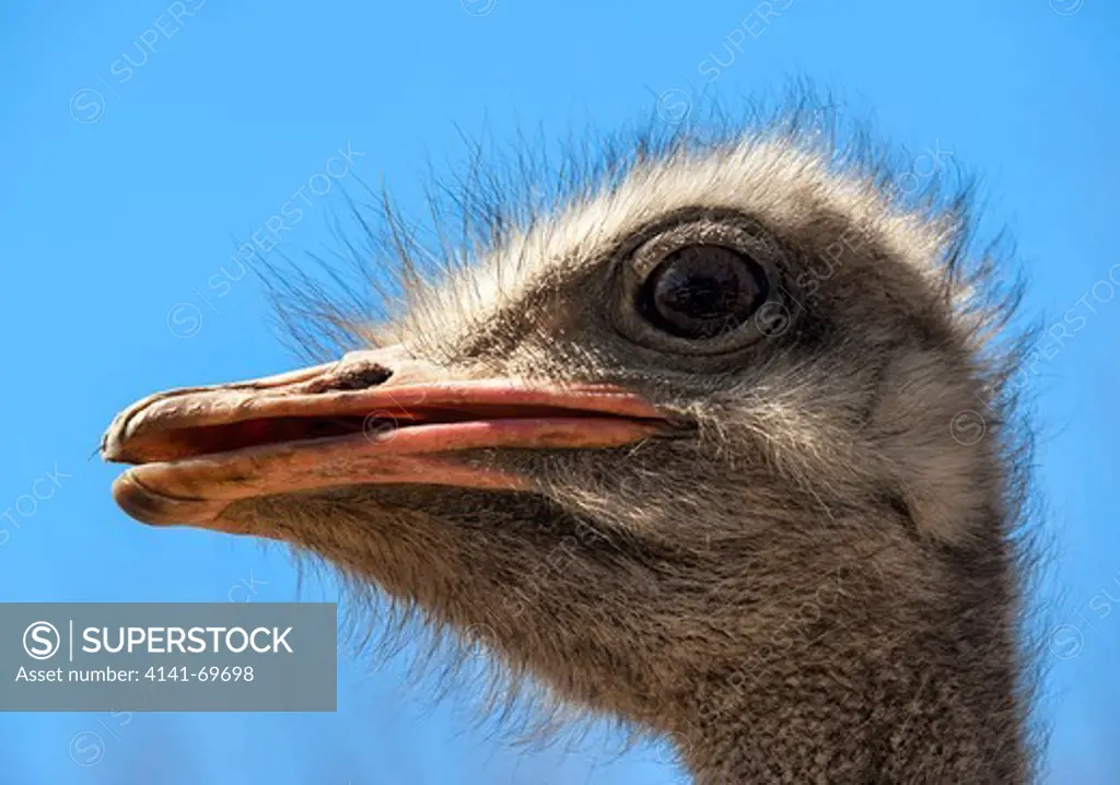 Africa, South Africa, Lionspark. Ostrich, or Common Ostrich, male, Struthio camelus  Afrika, Suedafrika, Lionspark. Afrikanischer Strauss, Maennchen, Struthio camelus.