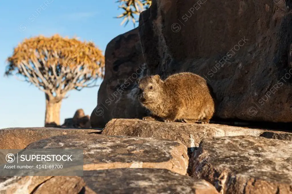 Africa, Namibia, Keetmanshoop. Rock hyrax or Cape hyrax, Procavia capensis, in the morning sun at the Quiver Tree Forest.