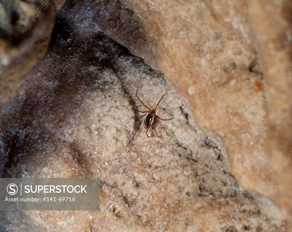 Sheep Tick; Ixodes ricinus, on Almondinha cave, Central Portugal