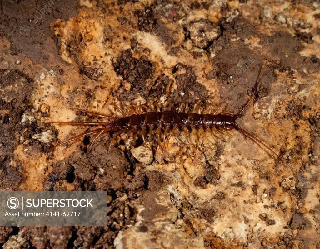 Brown centipede, Lithobius forficatus, on Almondinha cave. Central Portugal