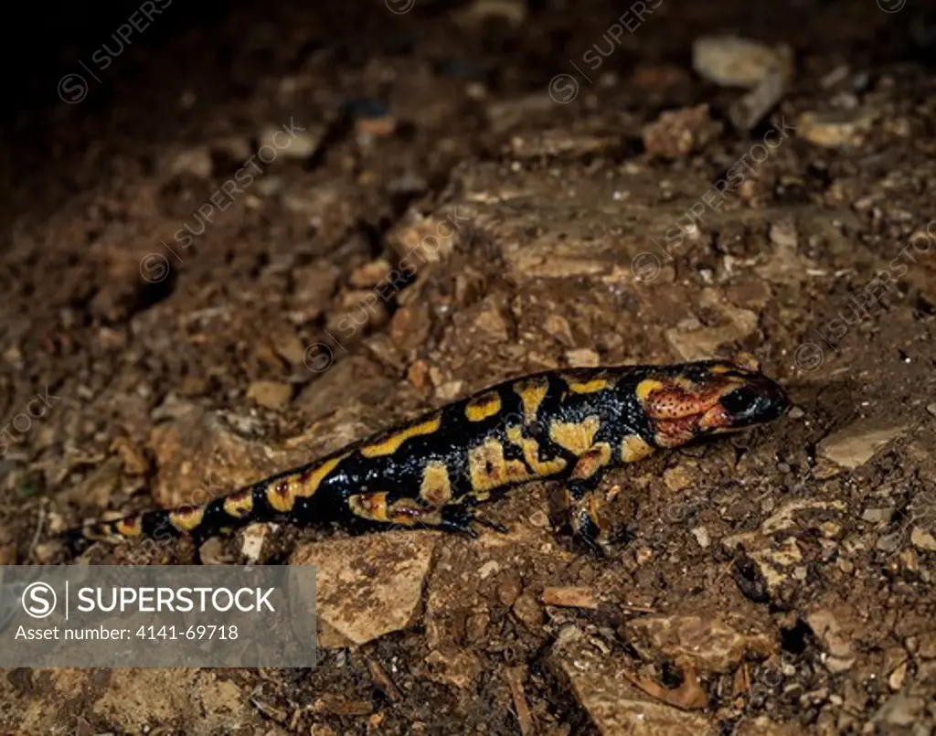 Fire salamander , Salamandra salamandra, on Algar-da-cabea-alta, Central Portugal