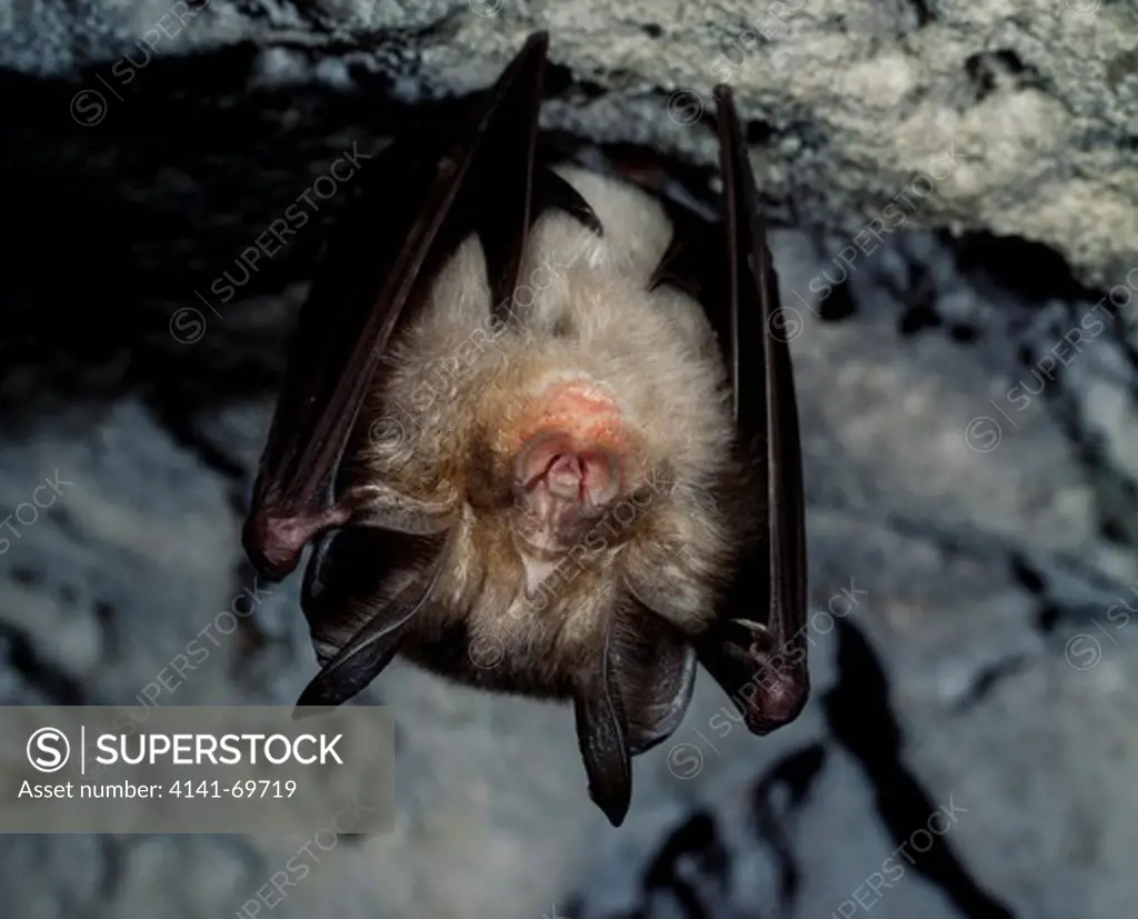 Greater Horseshoe Bat, Rhinolophus ferrumequinum, on Almondinha cave. Central Portugal