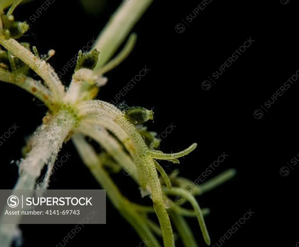 Stonewort, Chara fragilis, fresh water algae. Fructifications for sexual reproduction, globule or antheridium (male) and nucule or archegonium (female), well visible. Aquarium