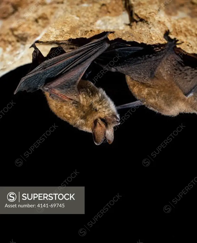 Whiskered bat, Myotis mystacinus, on cave ceiling. Portugal