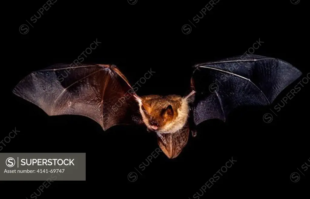 Whiskered bat, Myotis mystacinus, flying on flying tunel. High speed photography. Portugal