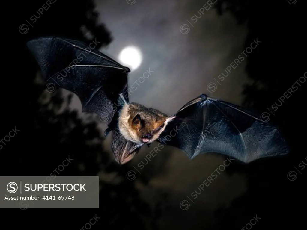 Whiskered bat, Myotis mystacinus, flying. High speed photography. Digital composite image. Portugal