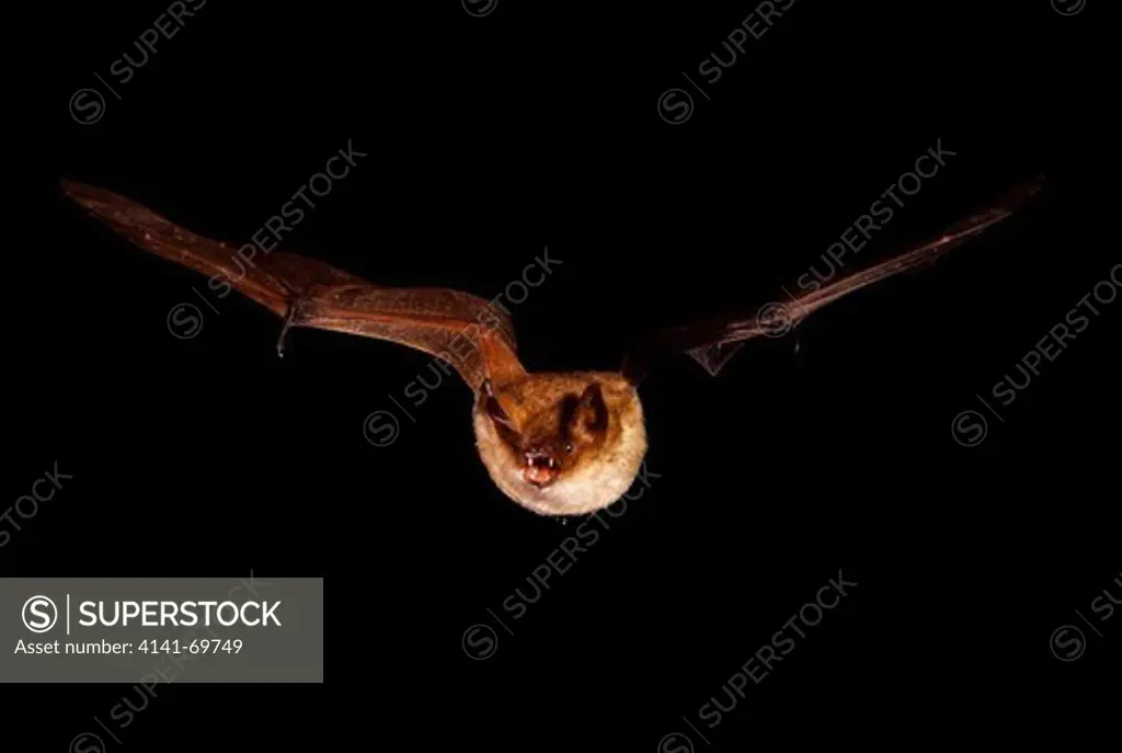 Whiskered bat, Myotis mystacinus, flying on flying tunel. High speed photography. Portugal