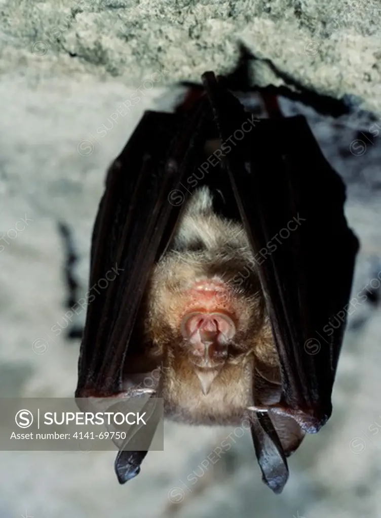 Greater horseshoe bat, Rhinolophus ferrumequinum, on cave ceiling. Portugal