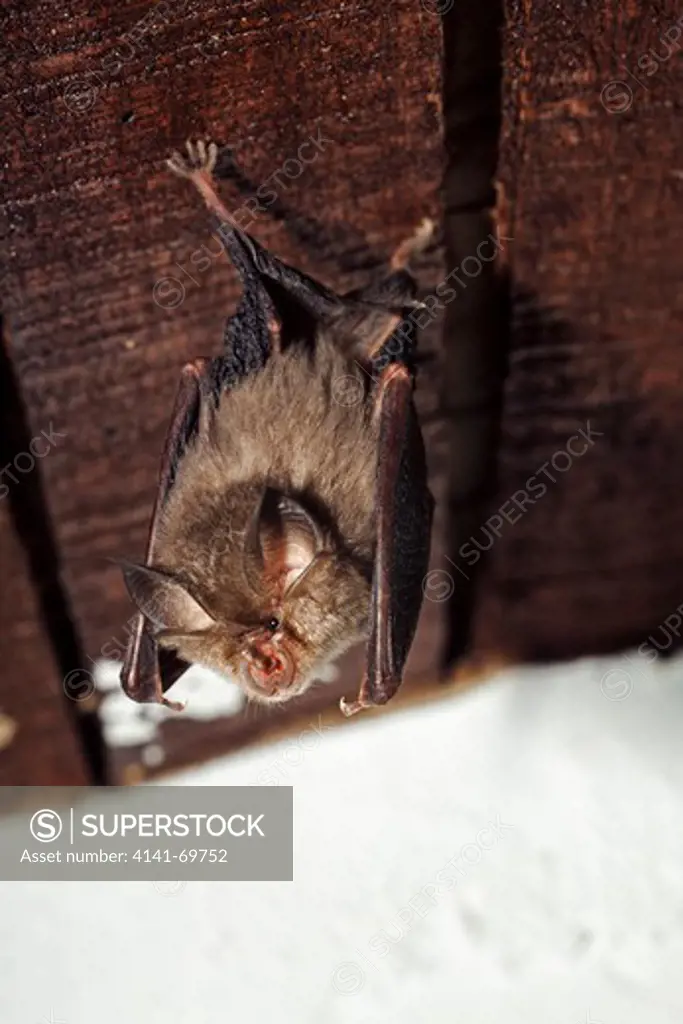 Greater horseshoe bat, Rhinolophus ferrumequinum, on loft ceiling. Portugal