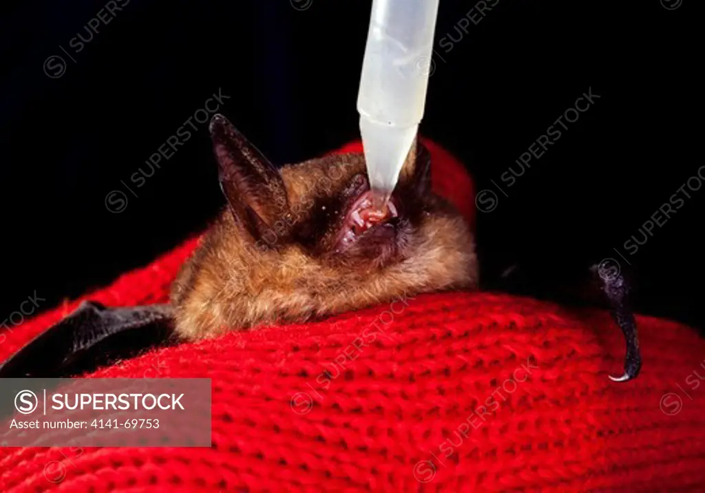Whiskered bat, Myotis mystacinus. Taking care of grounded bat drinking water with sugar. Portugal