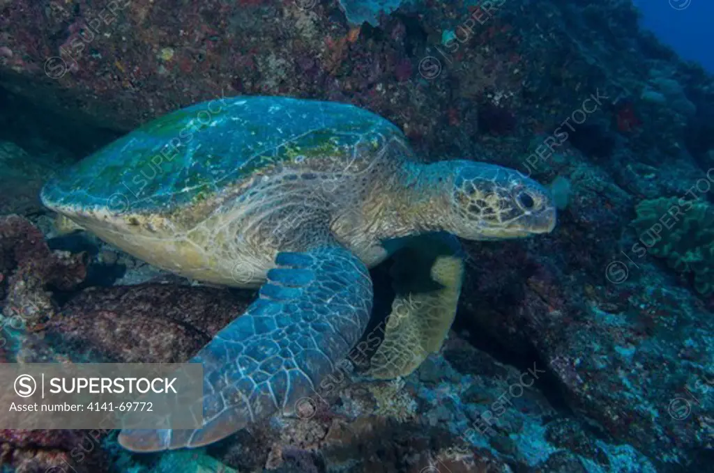 Green turtle (Chelonia mydas), listed as Endangered by the IUCN, in a sub-tropical population at Flinder's Reef, Moreton Bay Marine Park, Brisbane, Southeast Queensland, Australia.