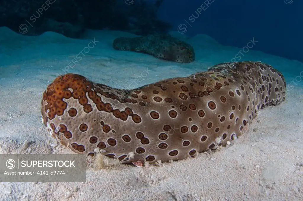 Undetermined sea cucumber (Bohadschia sp), Saxon Reef, Great Barrier Reef, Queensland, Australia.