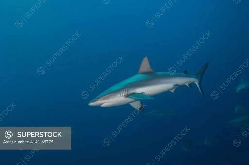 Grey reef sharks (Carcharhinus amblyrhynchos), Osprey Reef, Coral Sea, Great Barrier Reef, Australia.