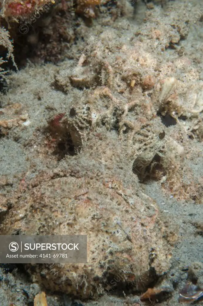 Estuarine stonefish (Synanceia horrida) head detail, an extremely venomous reef fish, Moreton Bay Marine Park, Brisbane, Southeast Queensland, Australia.