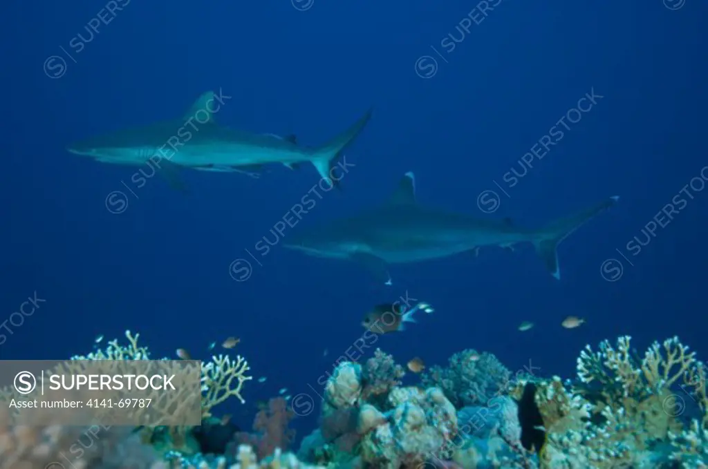 Grey reef shark (Carcharhinus amblyrhynchos) and silvertip shark (Carcharhinus albimarginatus) comparative image, Osprey Reef, Coral Sea, Great Barrier Reef, Australia.