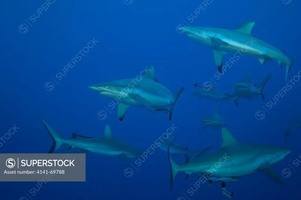 Shiver of grey reef sharks (Carcharhinus amblyrhynchos), Osprey Reef, Coral Sea, Great Barrier Reef, Australia.