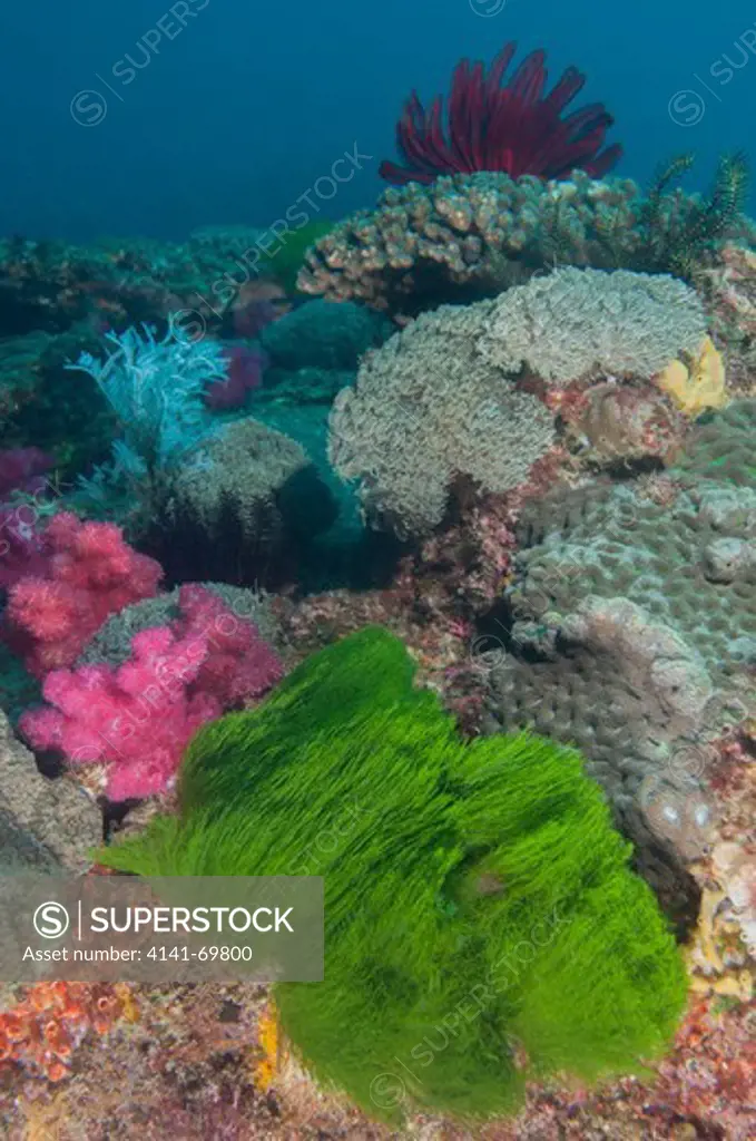 Sub-tropical coral reef, Dendronephthya and Xenia soft corals, Chlorodesmis turtle grass and Pocillopora branching hard corals, Flinder's Reef, Moreton Bay Marine Park, Brisbane, Southeast Queensland, Australia.