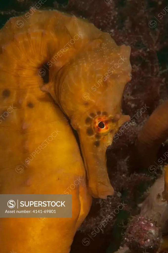 Orange pot-bellied seahorse (Hippocampus abdominalis) showing entry to male brood pouch, Rye Pier, Mornington Peninsula, Victoria, Australia.