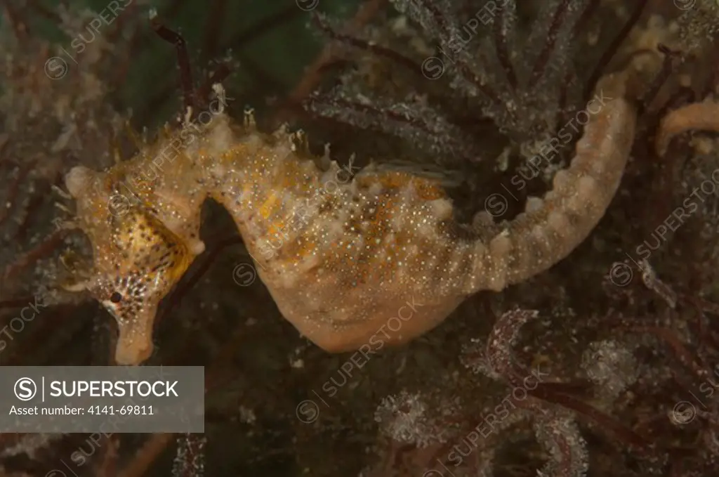 Short-head seahorse (Hippocampus breviceps), Portsea Pier, Mornington Peninsula, Port Phillip, Australia.