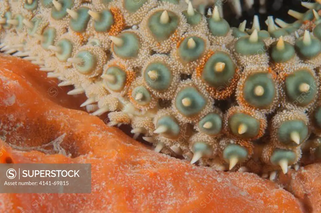 Eleven armed seastar (Coscinasterias muricata) arm detail, Portsea Pier, Mornington Peninsula, Port Phillip, Australia.