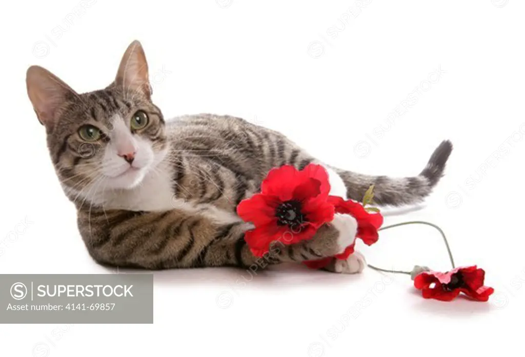 tabby cat with poppies
