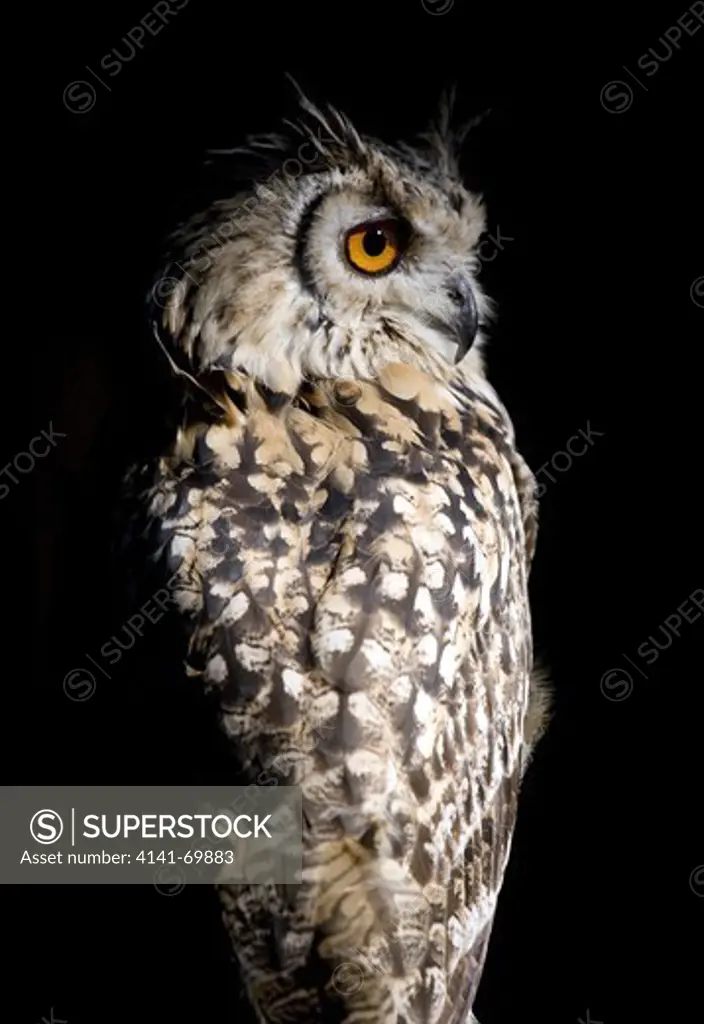 Rock Eagle Owl Bubo bengalensis Single adult portrait UK