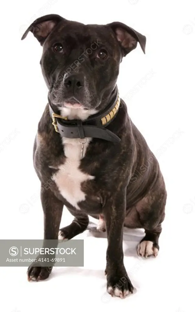 Staffordshire Bull Terrier Single adult sitting in a studio UK