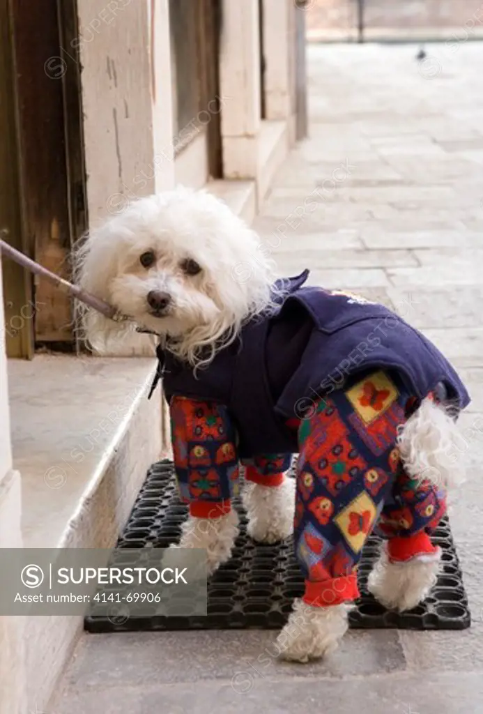 Bichon Frise Single adult out for a walk Venice, Italy