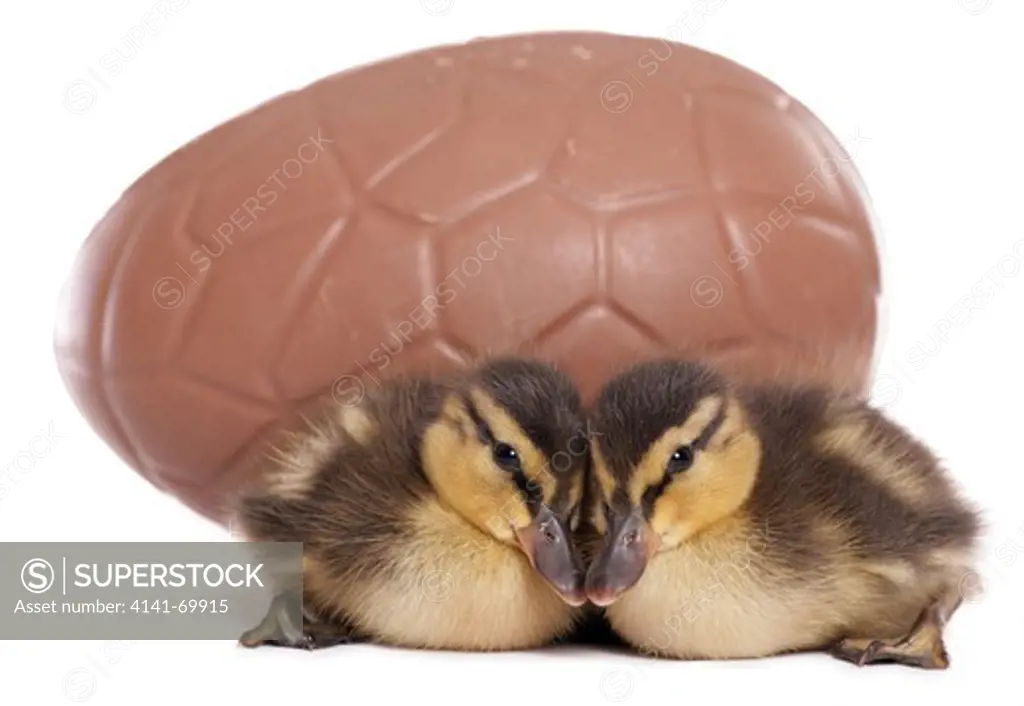 Mallard Anas platyrhynchos Two ducklings with an easter egg Studio