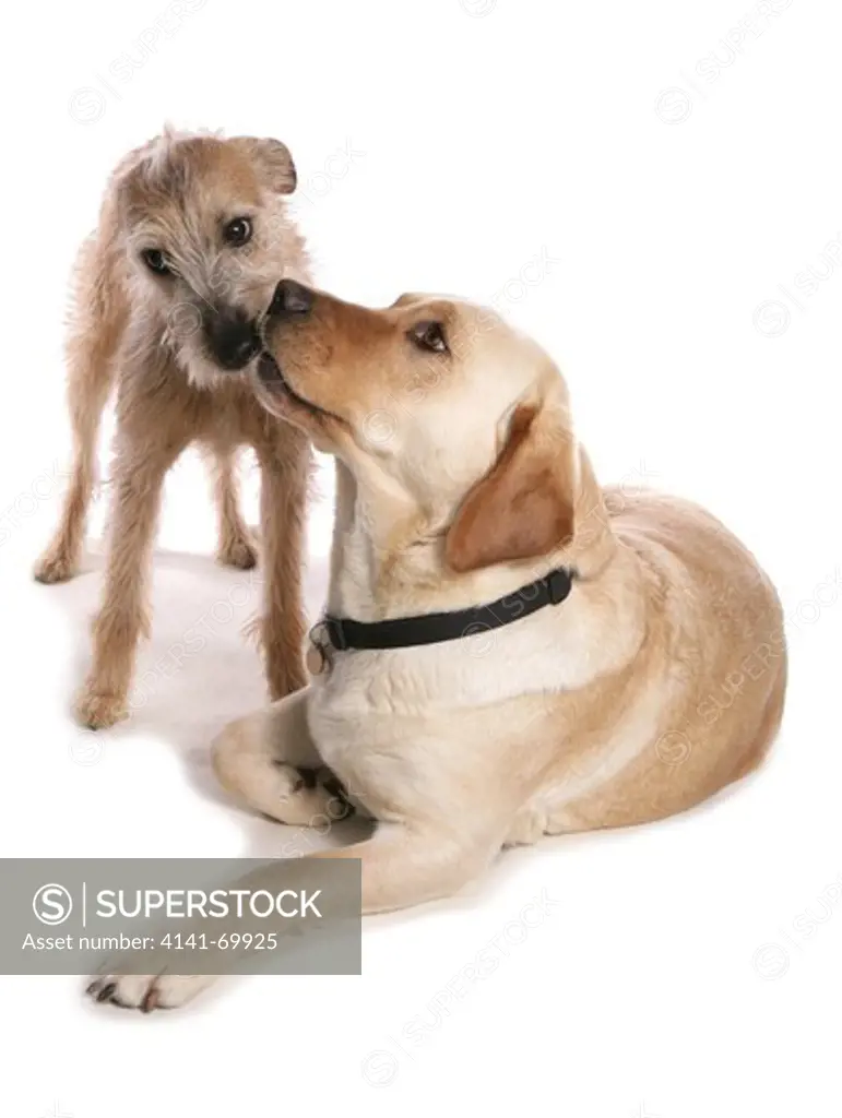 Labrador retriever Two adults kissing in a studio UK