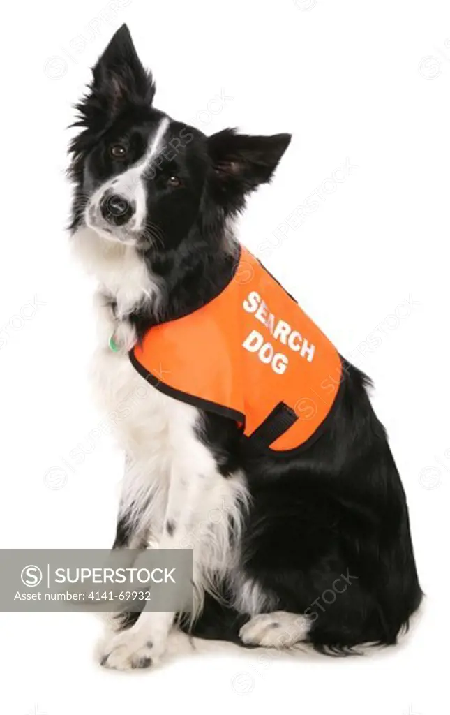 Search and Rescue dog Single adult sitting in a studio UK
