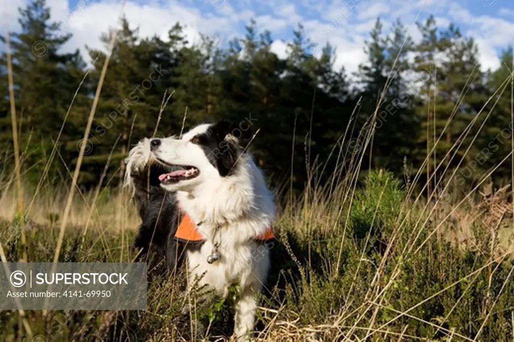 Search and Rescue Dog Single adult working in a field UK