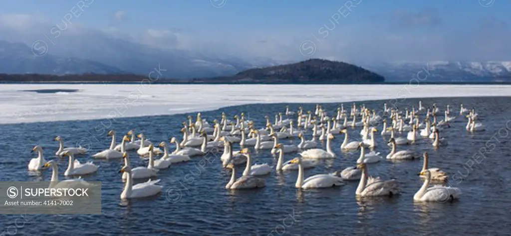 whooper swan cygnus cygnus group at winter lake japan