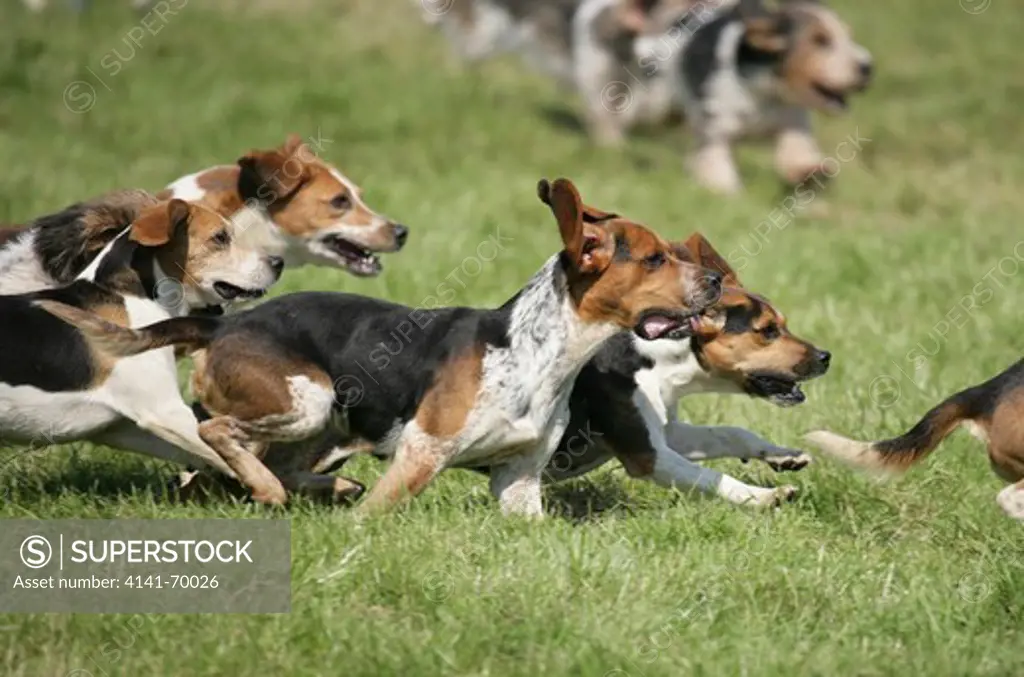 Foxhounds Pack of adults running UK