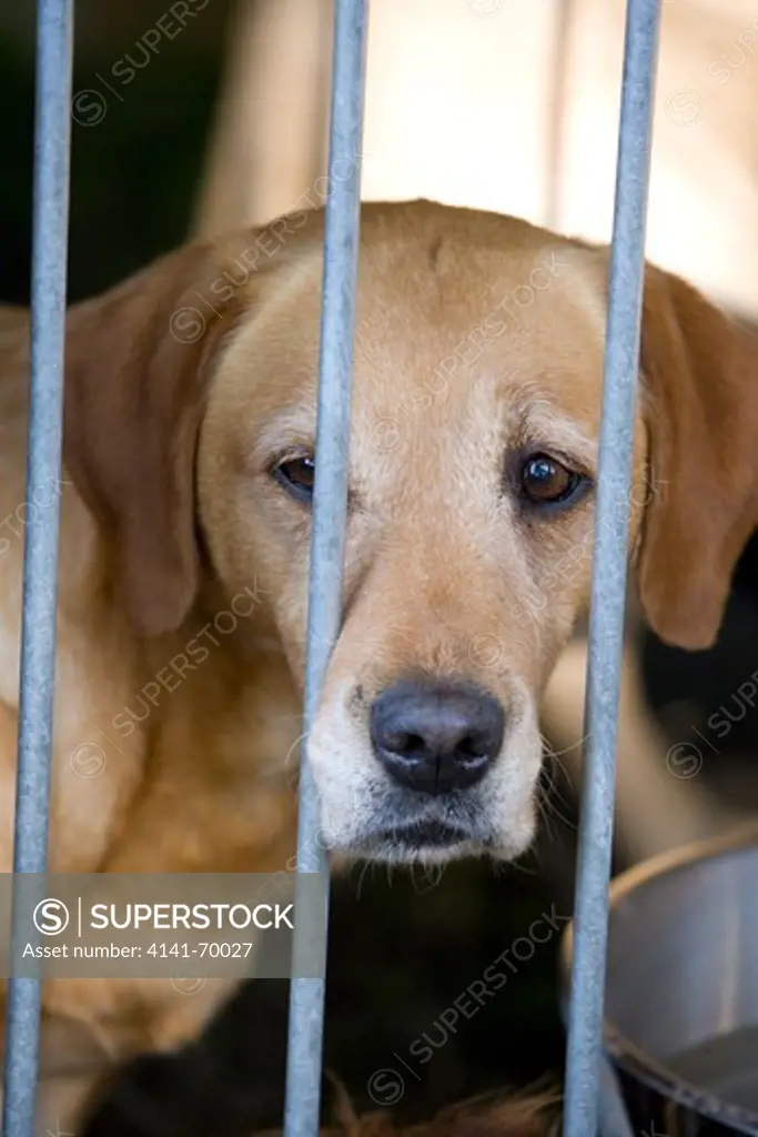 Labrador retriever Singe adult in a cage UK