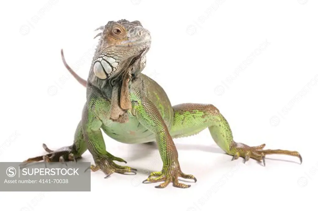 Green Iguana Iguana iguana Profile of single adult Studio, UK