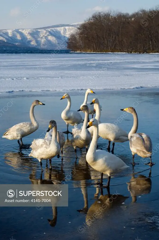 whooper swan cygnus cygnus group on frozen lake japan