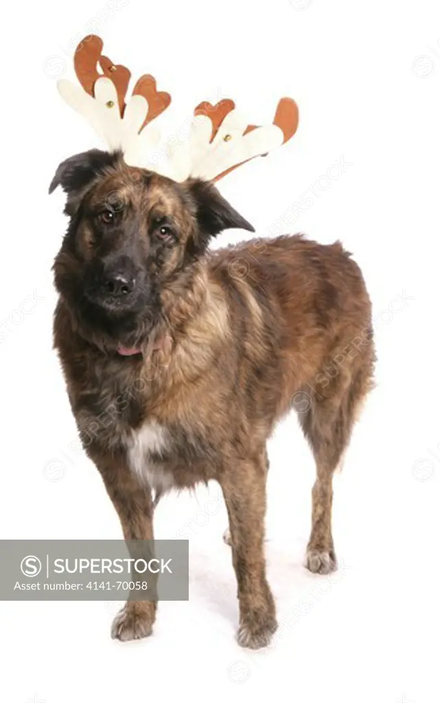 Christmas dog Single adult wearing christmas reindeer antlers Studio, UK