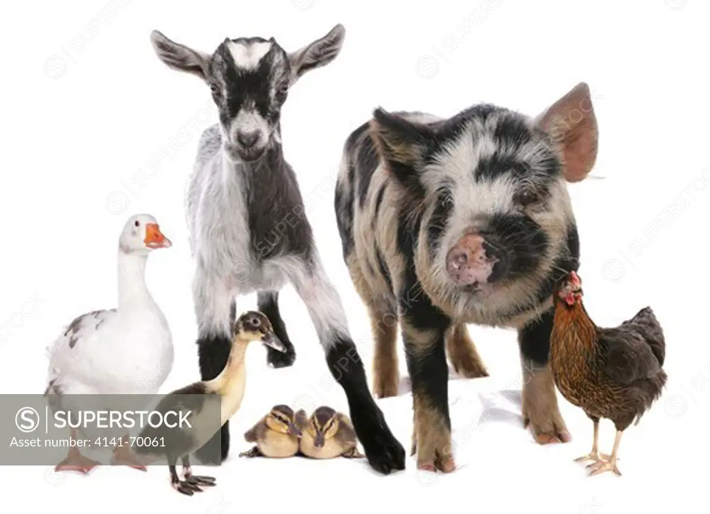 Group of farm animals studio cutout