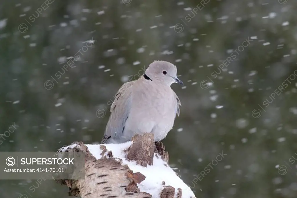 Collared dove, Streptopelia decaocto, single bird on branch,     Warwickshire, January 2013