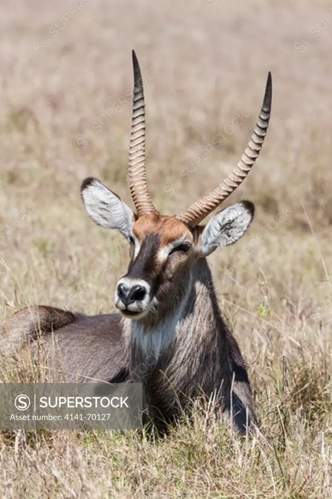 Defassa Waterbuck (Kobus ellipsiprymnus defassa), Maasai Mara, Kenya.  Africa, East Africa, Kenya, Maasai Mara, December