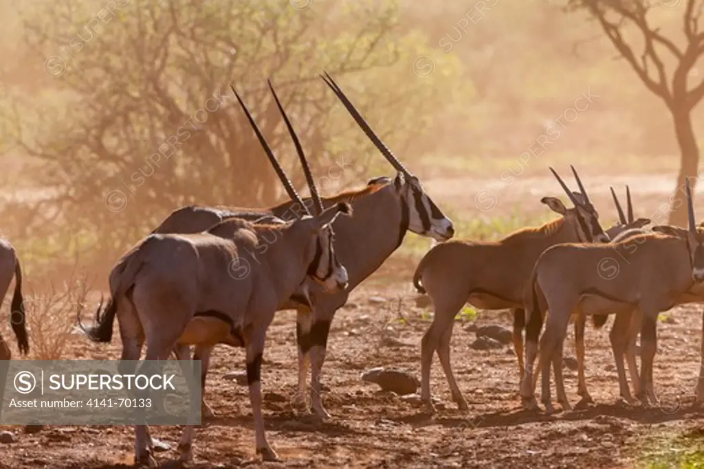 Gemsbok (Oryx gazella) also called Oryx in Tsavo West NP. Herd backlighted in the red solis of the Tsavo-West National Park.   Africa, East Africa, Kenya, December