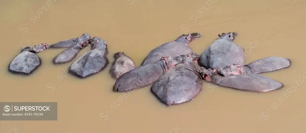 Hippopotamus (Hippopotamus amphibius). pod relaxing in the Mara River, Maasai Mara.  Africa, East Africa, Kenya, December