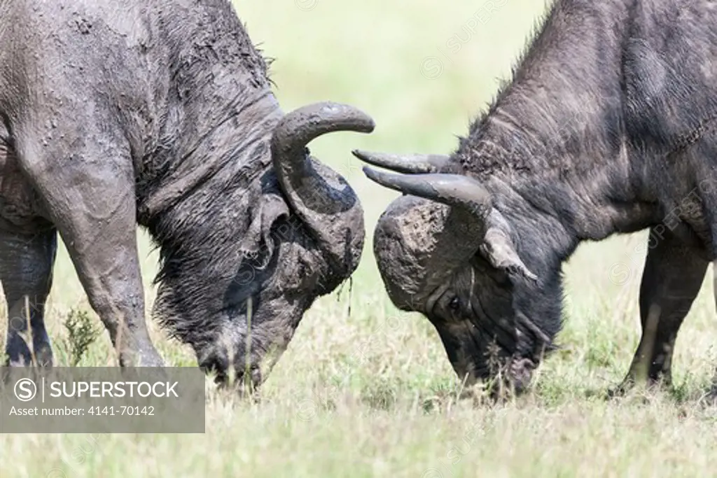 African Buffalo (Syncerus Caffer) or Cape buffalo in the Maasai Mara (Masai Mara) in Kenya. Two bulls head butting in a duel. Africa, East Africa, Kenya, Maasai Mara, December