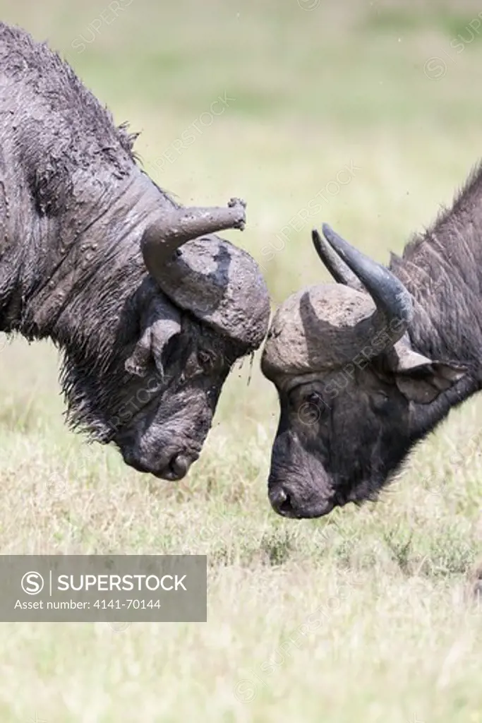 African Buffalo (Syncerus Caffer) or Cape buffalo in the Maasai Mara (Masai Mara) in Kenya. Two bulls head butting in a duel. Africa, East Africa, Kenya, Maasai Mara, December