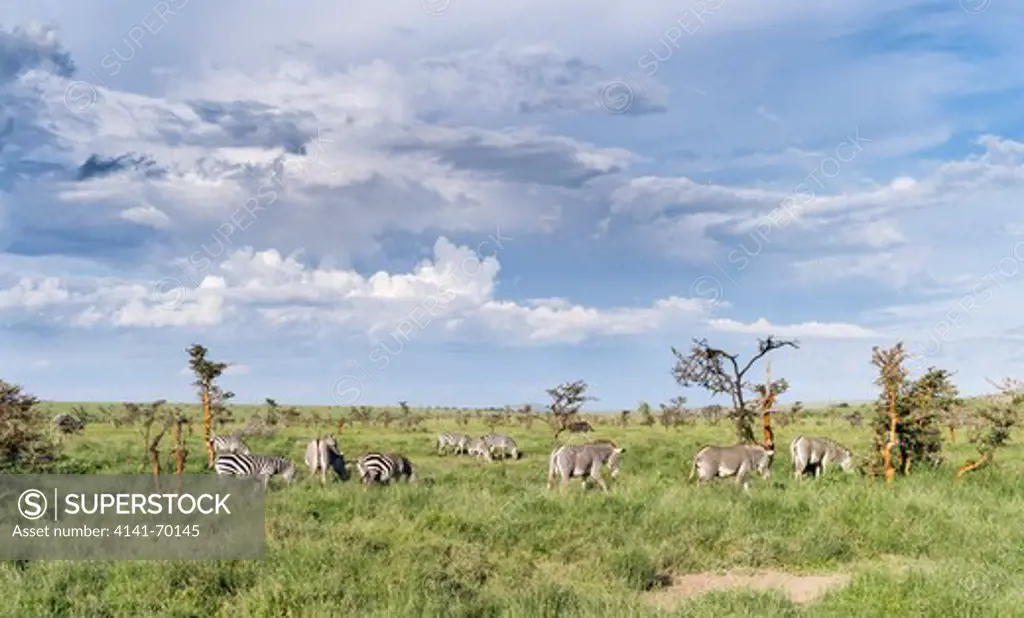 Grevy's Zebra (Equus grevyi), Kenya. Mixed herd of Grevy's Zebra and Plains Zebra also called Common Zebra, Burchell's Zebra (Equus quagga).  Africa, East Africa, Kenya, November