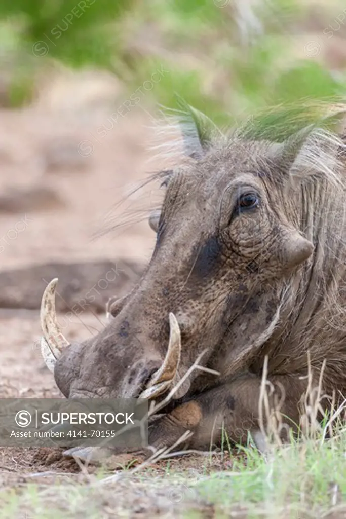 Warthog (Phacochoerus africanus), Tsavo-West, Kenya, Portrait of an old male. Africa, East Africa, Kenya, Tsavo West National Park, December