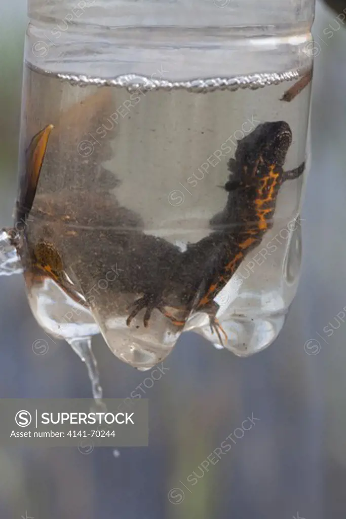 Great crested newt, Triturus cristatus in bottle trap